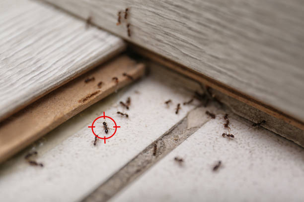 Best Mosquito Control Services  in South Barrington, IL