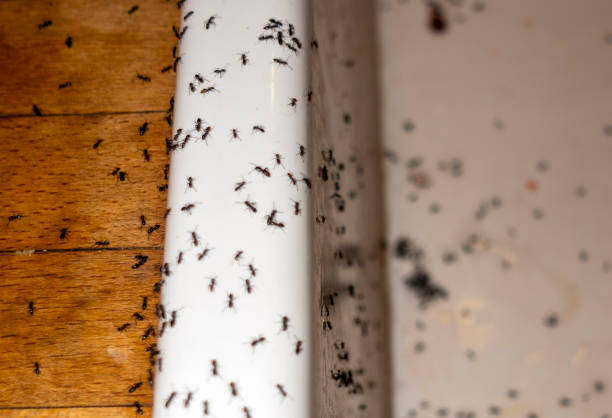 Best Ant Control Services  in South Barrington, IL